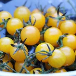Igleheart Yellow Cherry Tomato Seeds(Igleheart Yellow Cherry Tomato Seeds)