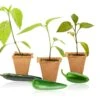 Pepper Joe's Jalapeno Pepper Plant 3-Pack - Jedi, Signature, and Giant Seedlings -Pepper Joe shop Jalapeno 3 Pack Pepper Plants