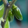 Pepper Joe's Jalapeno Pepper Seeds(Pepper Joes Jalapeno) -Pepper Joe shop Jalapeno 460beb53 6cd7 4b54 b8b5 d5d3051ace38