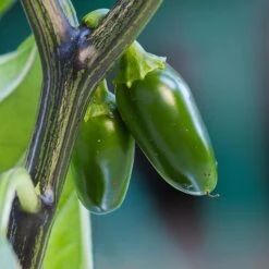 Pepper Joe's Jalapeno Pepper Seeds(Pepper Joes Jalapeno)