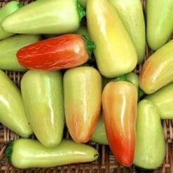 Jaloro Jalapeno Pepper Seeds(Jaloro Jalapeno)