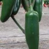 Jedi Jalapeno F1 Pepper Seeds(Jedi F1 Pepper Seeds) 2 Jedi Jalapeno F1 Pepper Seeds(Jedi F1 Pepper Seeds) -Pepper Joe shop Jedi Jalapeno