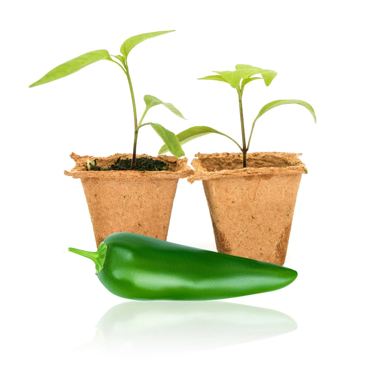 Jedi F1 Jalapeño Pepper Plants - Massive 4-5 Inch Fruit 3 Jedi F1 Jalapeño Pepper Plants - Massive 4-5 Inch Fruit
