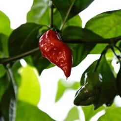Jigsaw Pepper Seeds(Jigsaw Pepper)