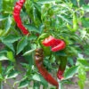 Jimmy Nardello's Italian Pepper Seeds(Jimmy Nardellos Italian Pepper Seeds) -Pepper Joe shop JimmyNardello