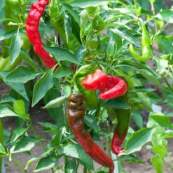 Jimmy Nardello's Italian Pepper Seeds(Jimmy Nardellos Italian Pepper Seeds)