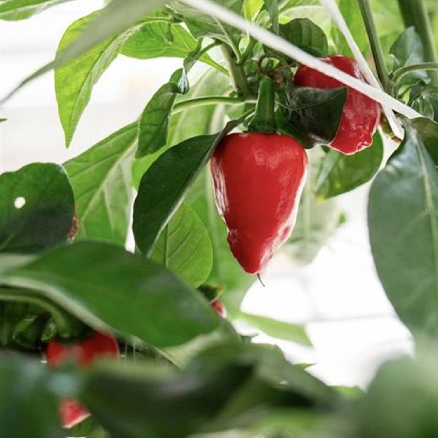 King Naga Pepper Seeds(King Naga) 4 King Naga Pepper Seeds(King Naga) - Image 2