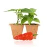 Komodo Dragon Pepper Plants - 2 Pack Live Super-Hot Seedlings -Pepper Joe shop KomodoDragon ae89102b 9a6c 4b96 b476 e4f32002eea1
