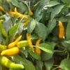 Kristian Pepper Seeds(Kristian Pepper Seeds) -Pepper Joe shop Kristian Pepper.01
