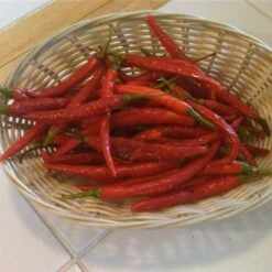 Kung Pao Pepper Seeds(Kung Pao Pepper) -Pepper Joe shop Kung Pao TM 600 Kung Pao Pepper