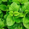 Lemon Balm Melissa Seeds(Lemon Balm Melissa Seeds) -Pepper Joe shop Lemon Balm Melissa