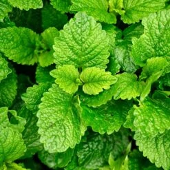 Lemon Balm Melissa Seeds(Lemon Balm Melissa Seeds)