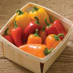 Lunchbox Mix Pepper Seeds(Lunchbox Mix Pepper Seeds)