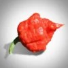 MA Wartryx Pepper Seeds(Ma Wartryx Pepper Seeds) -Pepper Joe shop MA Watryx