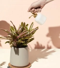 Misters(Misters) -Pepper Joe shop MS BMG 1001 2 4194fb7f b768 4ed4 a1b8 edeee769ddcf