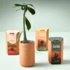 Terracotta Grow Kits(Terracotta Grow Kits) 2 Terracotta Grow Kits(Terracotta Grow Kits) -Pepper Joe shop MS TE GR BKG