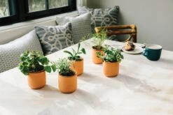 Tiny Terracotta Kits(Tiny Terracotta Kits) -Pepper Joe shop MS TT GR 2 3002eca3 4db8 4ca3 95c4 dd1066812c98