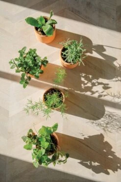 Tiny Terracotta Kits(Tiny Terracotta Kits) -Pepper Joe shop MS TT GR 5a6d7fa5 57a3 4df9 9b92 0a2c072390e8