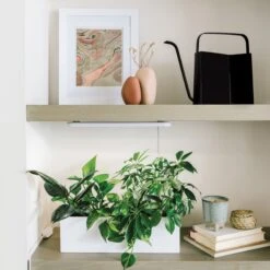 Watering Cans(Watering Cans) -Pepper Joe shop MS WC 1004 LFS PRD 02