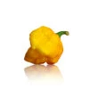MA Wartryx Yellow Pepper Seeds(Ma Wartryx Yellow Pepper Seeds) -Pepper Joe shop MaWartryxYellow