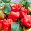Mad Hatter Pepper Seeds(Mad Hatter Pepper Seeds)