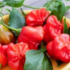 Mad Hatter Pepper Seeds(Mad Hatter Pepper Seeds)