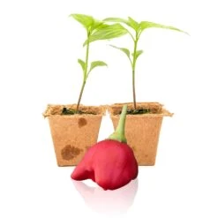 Mad Hatter Pepper Plant Seedlings - Rare Award-Winning Garden Plants