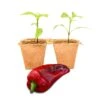 Marconi Giant Sweet Pepper Plants - Large 8-Inch Pod Live Seedlings 2 Marconi Giant Sweet Pepper Plants - Large 8-Inch Pod Live Seedlings -Pepper Joe shop Marconi 0bb680b1 229d 411f 8fb9 968a65d3983a