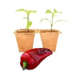 Marconi Giant Sweet Pepper Plants - Large 8-Inch Pod Live Seedlings