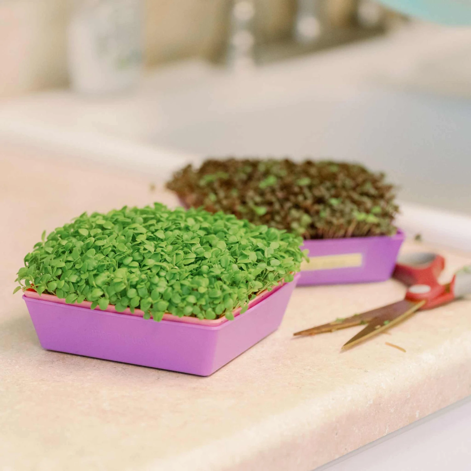 5X5 Shallow Microgreen Trays(5x5 Shallow Microgreen Trays) 18 5X5 Shallow Microgreen Trays(5x5 Shallow Microgreen Trays) - Image 16