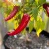 Mirasol Pepper Seeds(Mirasol Pepper Seeds) -Pepper Joe shop Mirasol Pepper.01
