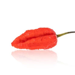 Mojo Pumpkintail Chili Pepper Seeds(Mojo Pumpkintail Chili Pepper Seeds) -Pepper Joe shop MojoPumpkin