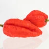 Mojo Pumpkintail Chili Pepper Seeds(Mojo Pumpkintail Chili Pepper Seeds) -Pepper Joe shop MojoPumpkin2