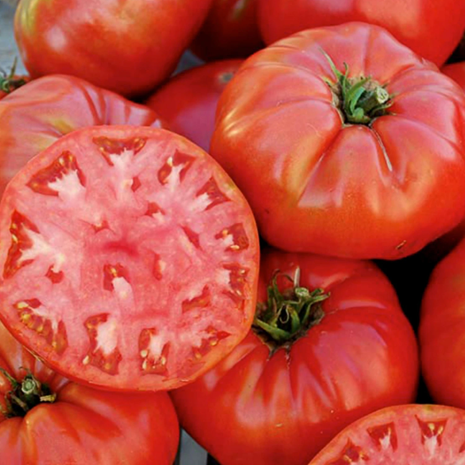 Mortgage Lifter Tomato Seeds(Mortgage Lifter Tomato Seeds) 3 Mortgage Lifter Tomato Seeds(Mortgage Lifter Tomato Seeds)