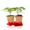Live Moruga Trinidad Scorpion Pepper Plants - Super Hot Chili Seedlings 2 Live Moruga Trinidad Scorpion Pepper Plants - Super Hot Chili Seedlings -Pepper Joe shop MorugaScorpion