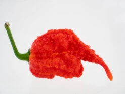 Moruga Trinidad Scorpion Pepper Seeds(Moruga Trinidad Scorpion) -Pepper Joe shop MorugaTrinidadScorpion INV Betterton 9