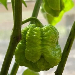 Moruga Trinidad Scorpion Pepper Seeds(Moruga Trinidad Scorpion) -Pepper Joe shop MorugaTrinidadScorpion INV IMG 5049