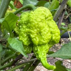 Moruga Trinidad Scorpion Pepper Seeds(Moruga Trinidad Scorpion) -Pepper Joe shop MorugaTrinidadScorpion INV IMG 5118