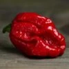 Moruga Trinidad Scorpion Pepper Seeds(Moruga Trinidad Scorpion) -Pepper Joe shop MorugaTrinidadScorpion2