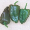 Mulato Island Chile Pepper Seeds(Mulato Island Chile Pepper Seeds) -Pepper Joe shop MullatoIsland
