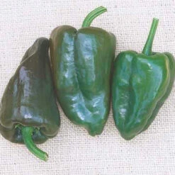 Mulato Island Chile Pepper Seeds(Mulato Island Chile Pepper Seeds)