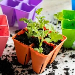 4 Cell Plug Tray Inserts(4 Cell Plug Tray Inserts) 25 4 Cell Plug Tray Inserts(4 Cell Plug Tray Inserts) -Pepper Joe shop Multicolor lifestyle 4 cell