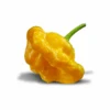 Jamaican Yellow Mushroom Pepper Seeds(Jamaican Yellow Mushroom Pepper Seeds) -Pepper Joe shop MushroomYellow2