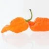Peach Mutant X Pepper Seeds(Peach Mutant X Pepper Seeds) -Pepper Joe shop MutantX2