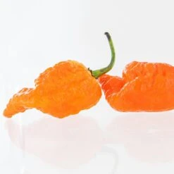 Peach Mutant X Pepper Seeds(Peach Mutant X Pepper Seeds)