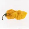 Naga Bubblegum 7 Pot Yellow Pepper Seeds(Naga Bubblegum 7 Pot Yellow Pepper Seeds) 1 Naga Bubblegum 7 Pot Yellow Pepper Seeds(Naga Bubblegum 7 Pot Yellow Pepper Seeds) -Pepper Joe shop NagaBBG7PotYellow.01