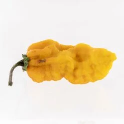 Naga Bubblegum 7 Pot Yellow Pepper Seeds(Naga Bubblegum 7 Pot Yellow Pepper Seeds)