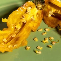 Naga Bubblegum 7 Pot Yellow Pepper Seeds(Naga Bubblegum 7 Pot Yellow Pepper Seeds) -Pepper Joe shop NagaBBG7PotYellow.03