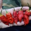 Naga Bubblegum 7 Pot Red Pepper Seeds(Naga Bubblegum 7 Pot Red) 2 Naga Bubblegum 7 Pot Red Pepper Seeds(Naga Bubblegum 7 Pot Red) -Pepper Joe shop Naga BG7 Red