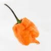 Orange Carolina Reaper Pepper Seeds(Orange Carolina Reaper Pepper Seeds) 1 Orange Carolina Reaper Pepper Seeds(Orange Carolina Reaper Pepper Seeds) -Pepper Joe shop Orange Carolina Reaper.01